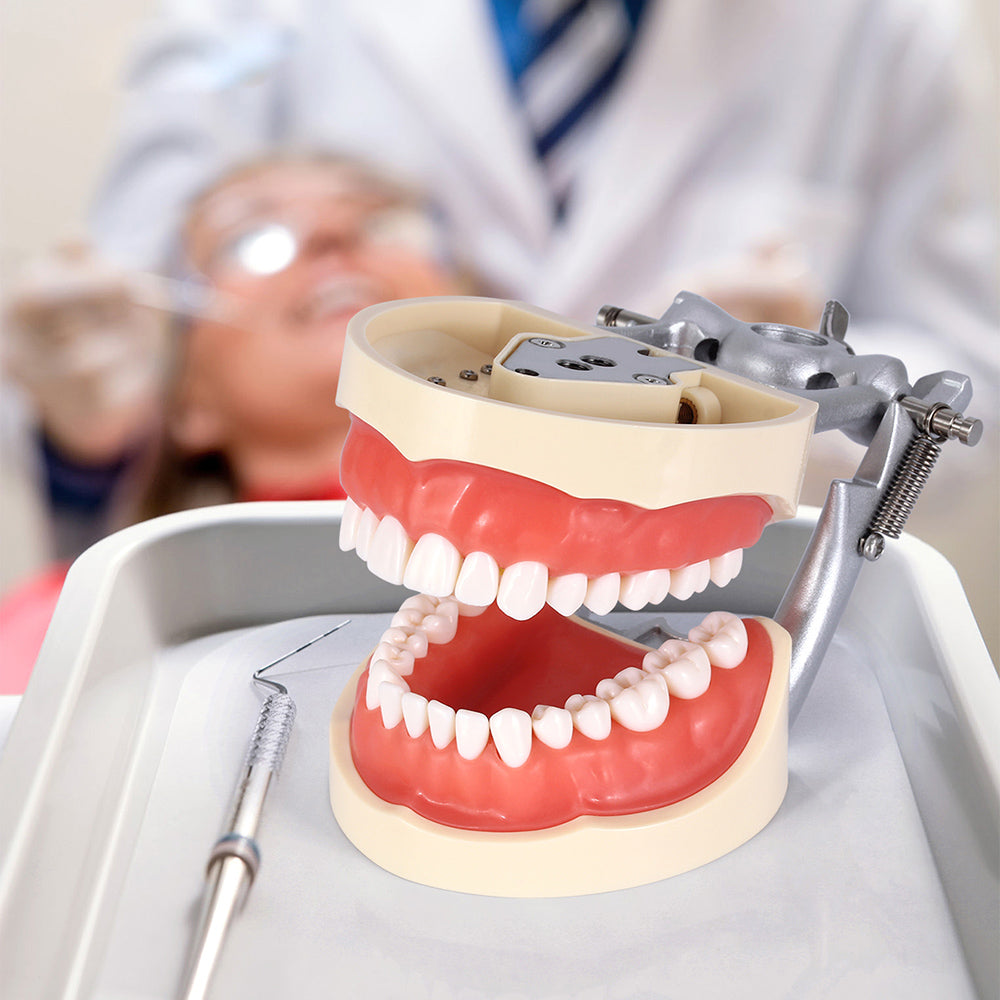 Dental Models