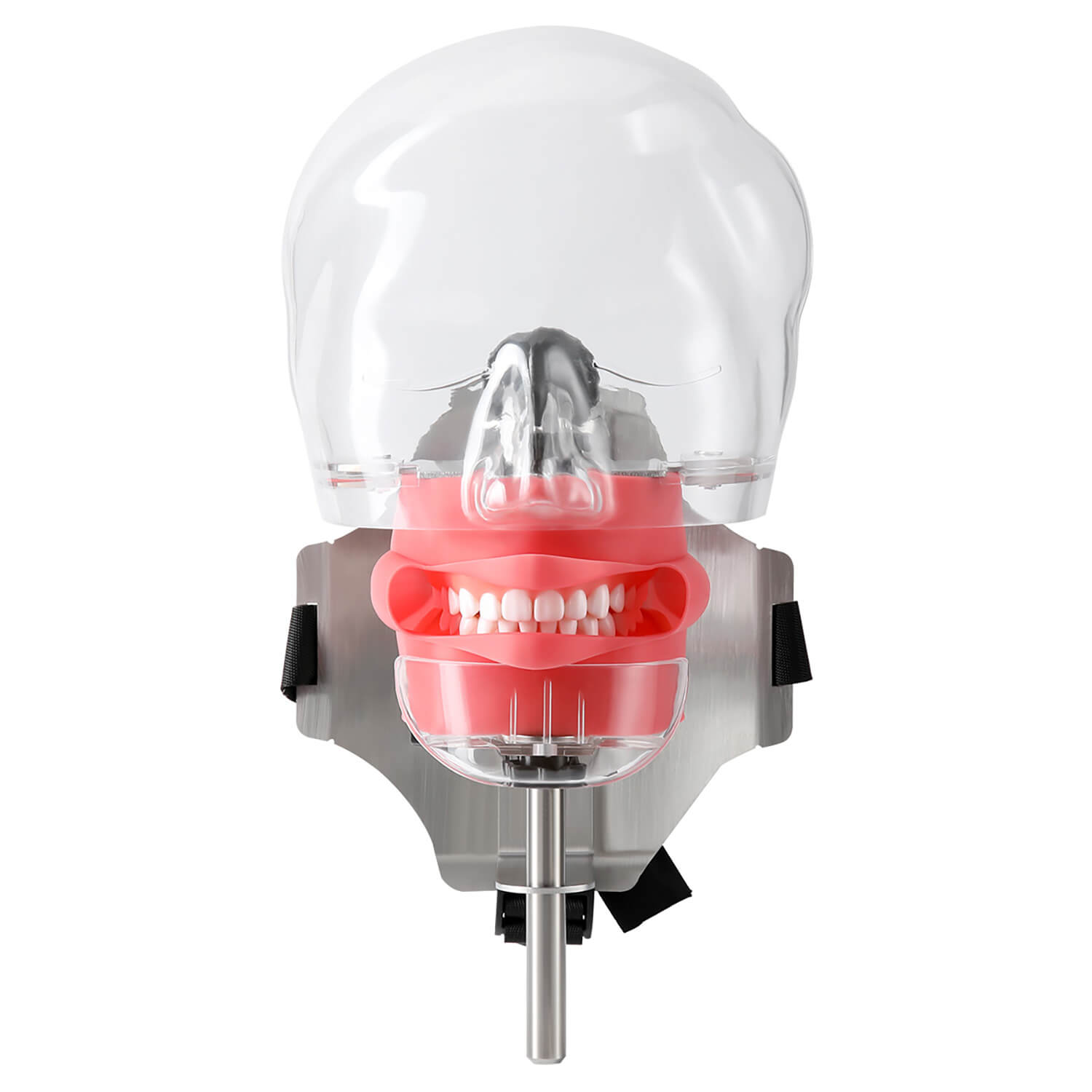 Dental Simulator Manikin Phantom Head with 28 Removable Teeth Fix on Dental Chair - pairaydental.com