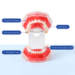 Dental Adult 28‑Tooth Extraction Model Detachable Teeth Standard Teaching Practice Tool - pairaydental.com
