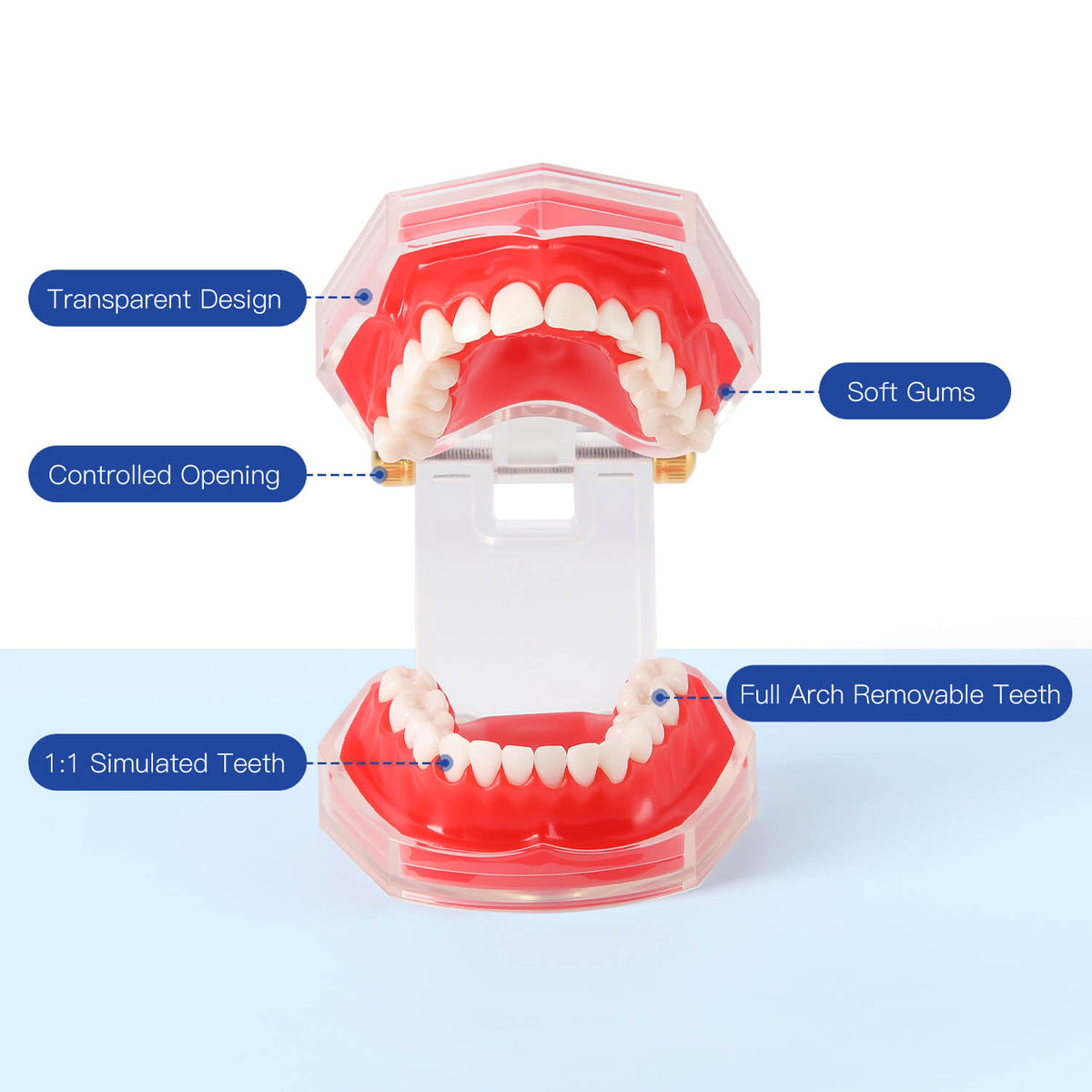 Dental Adult 28‑Tooth Extraction Model Detachable Teeth Standard Teaching Practice Tool - pairaydental.com
