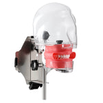 Dental Simulator Manikin Phantom Head with 28 Removable Teeth Fix on Dental Chair - pairaydental.com