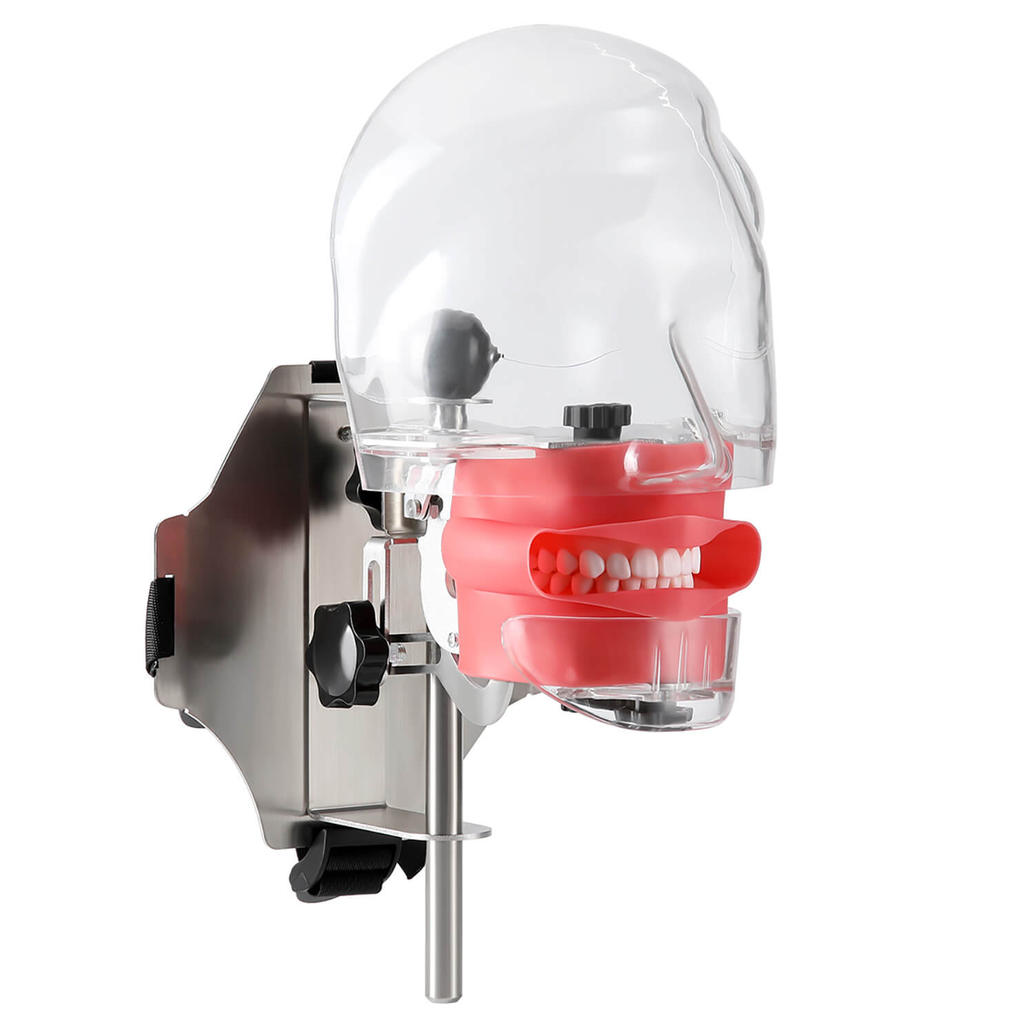 Dental Simulator Manikin Phantom Head with 28 Removable Teeth Fix on Dental Chair - pairaydental.com