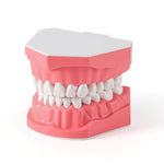 Dental Standard 1:1 Teeth Model for Brushing/Flossing Practice - pairaydental.com