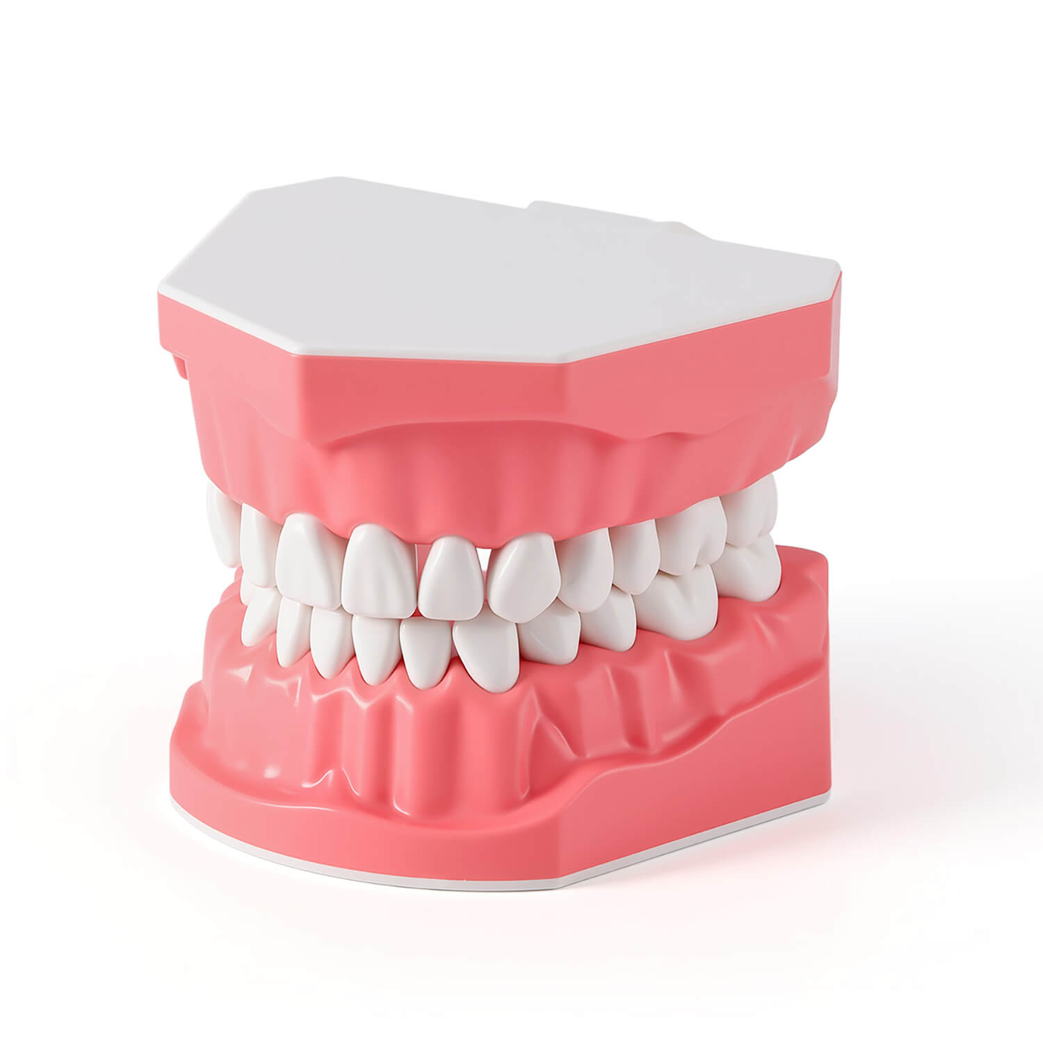 Dental Standard 1:1 Teeth Model for Brushing/Flossing Practice - pairaydental.com