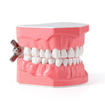 Dental Standard 1:1 Teeth Model for Brushing/Flossing Practice - pairaydental.com