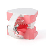 Dental Standard 1:1 Teeth Model for Brushing/Flossing Practice - pairaydental.com