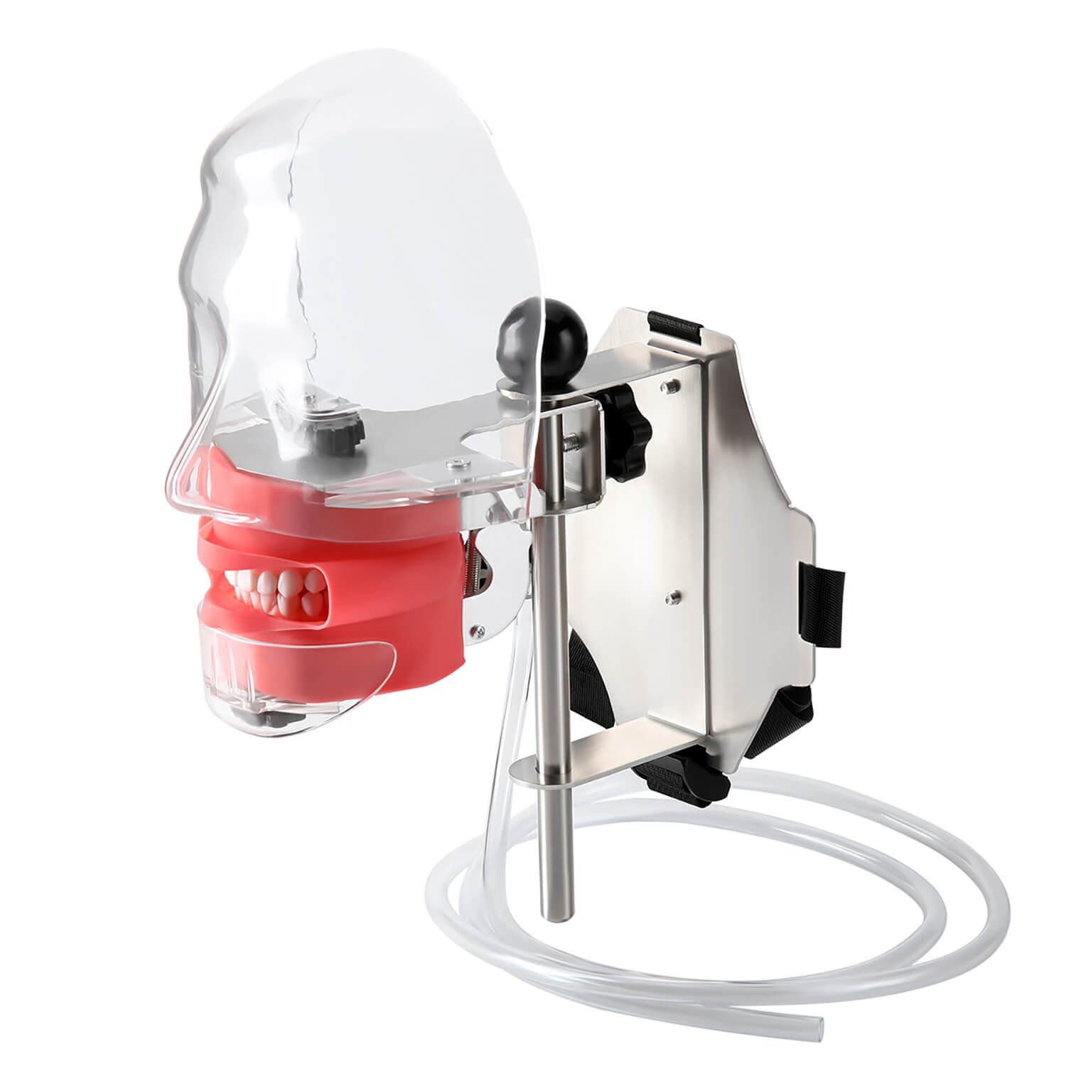 Dental Simulator Manikin Phantom Head with 28 Removable Teeth Fix on Dental Chair - pairaydental.com