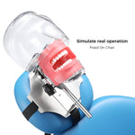 Dental Simulator Manikin Phantom Head with 28 Removable Teeth Fix on Dental Chair - pairaydental.com