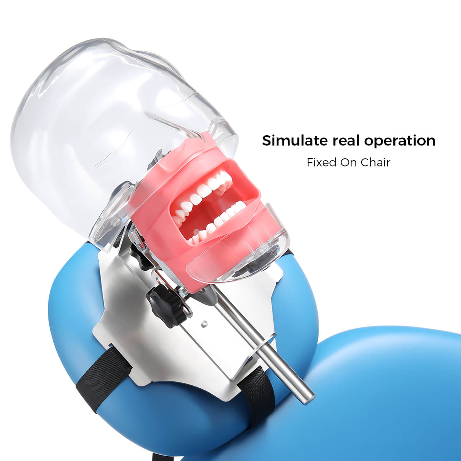 Dental Simulator Manikin Phantom Head with 28 Removable Teeth Fix on Dental Chair - pairaydental.com