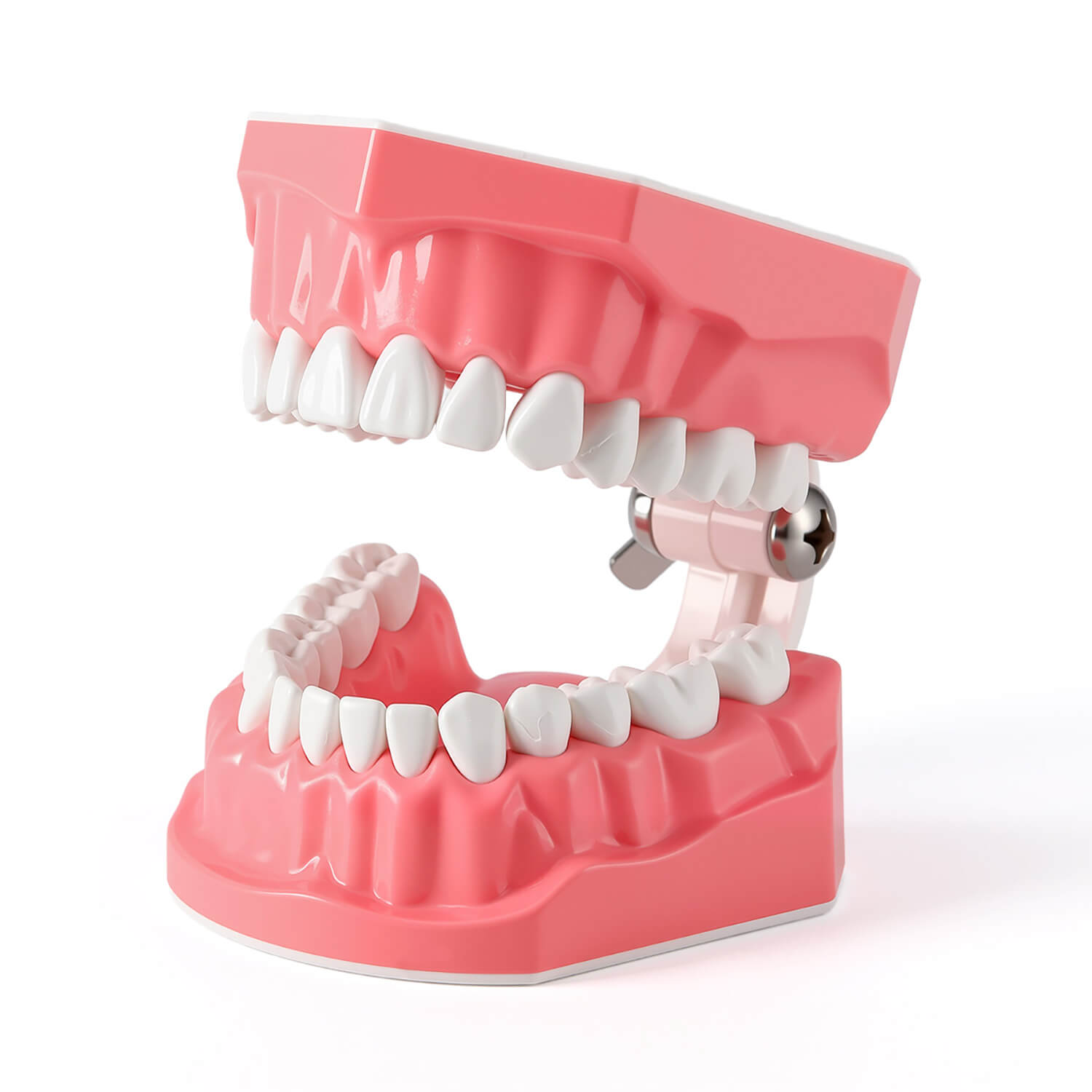 Dental Standard 1:1 Teeth Model for Brushing/Flossing Practice - pairaydental.com