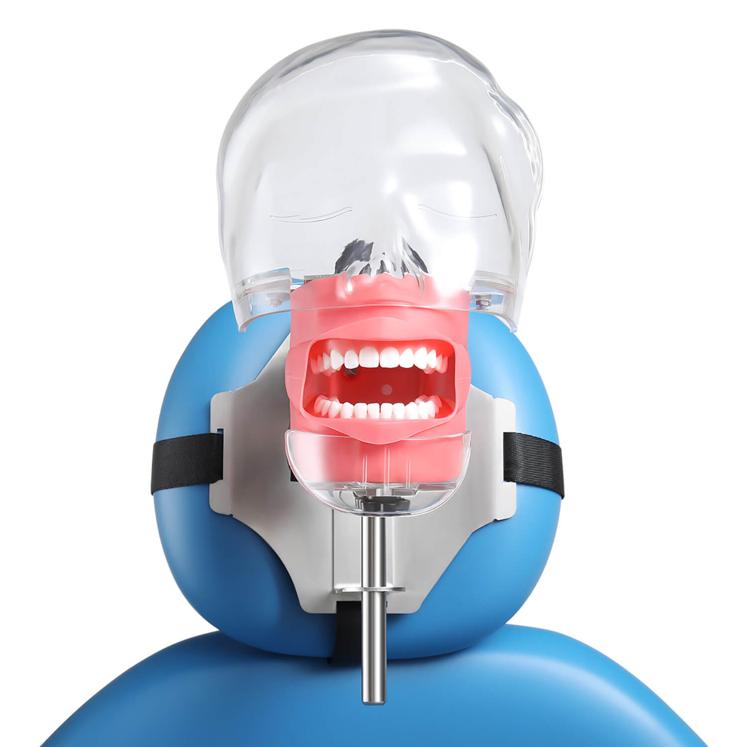 Dental Simulator Manikin Phantom Head with 28 Removable Teeth Fix on Dental Chair - pairaydental.com