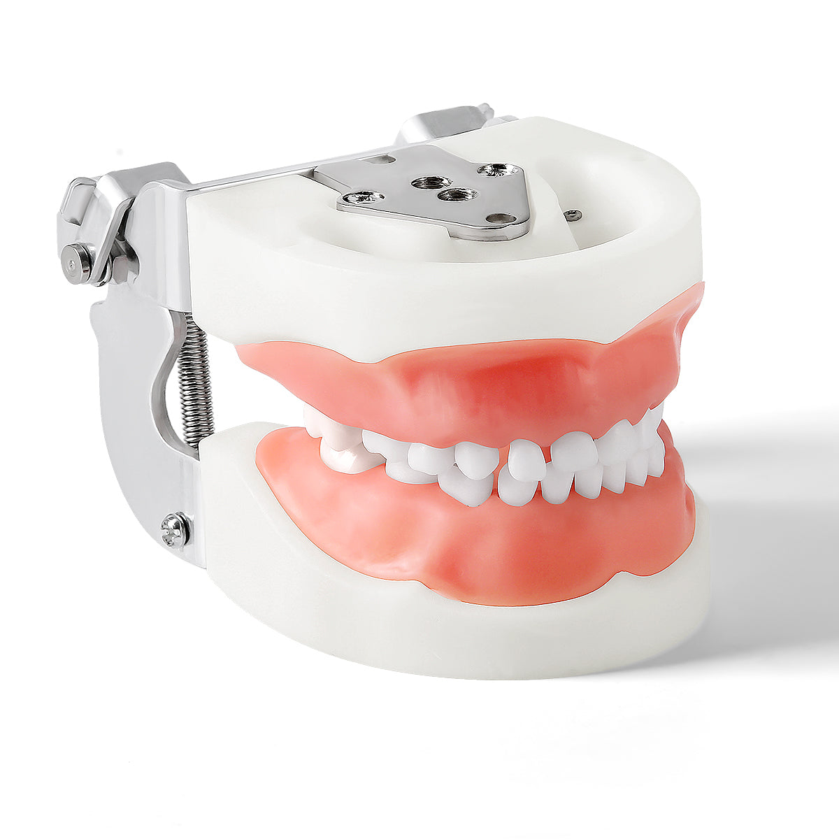 Dental Articulated Teeth Model with Removable Teeth 24 Primary Teeth - pairaydental.com