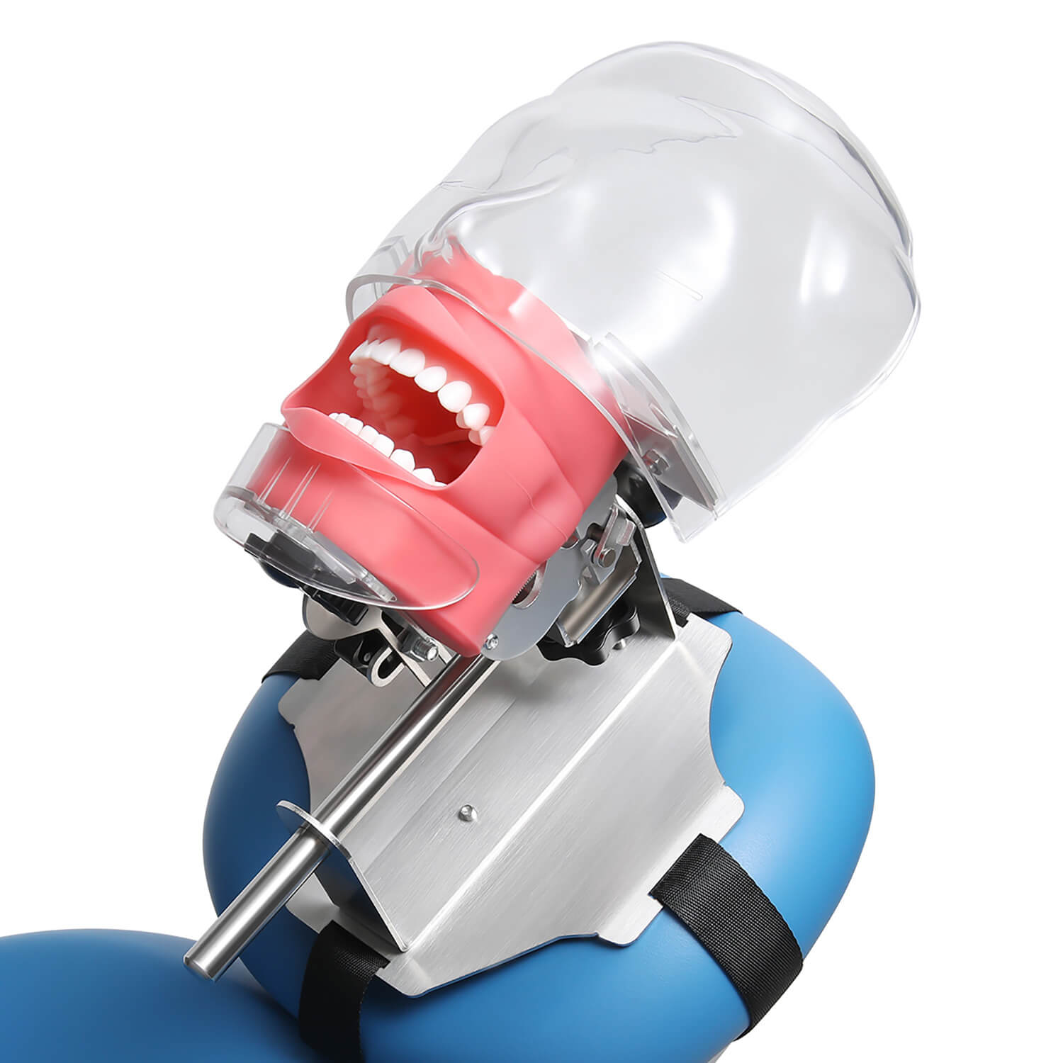 Dental Simulator Manikin Phantom Head with 28 Removable Teeth Fix on Dental Chair - pairaydental.com