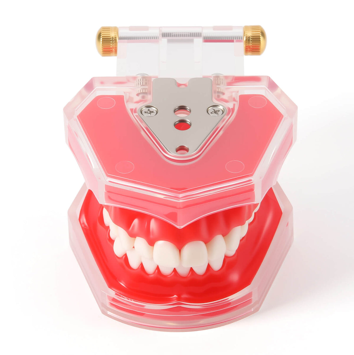 Dental Adult 28‑Tooth Extraction Model Detachable Teeth Standard Teaching Practice Tool - pairaydental.com