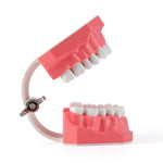 Dental Standard 1:1 Teeth Model for Brushing/Flossing Practice - pairaydental.com