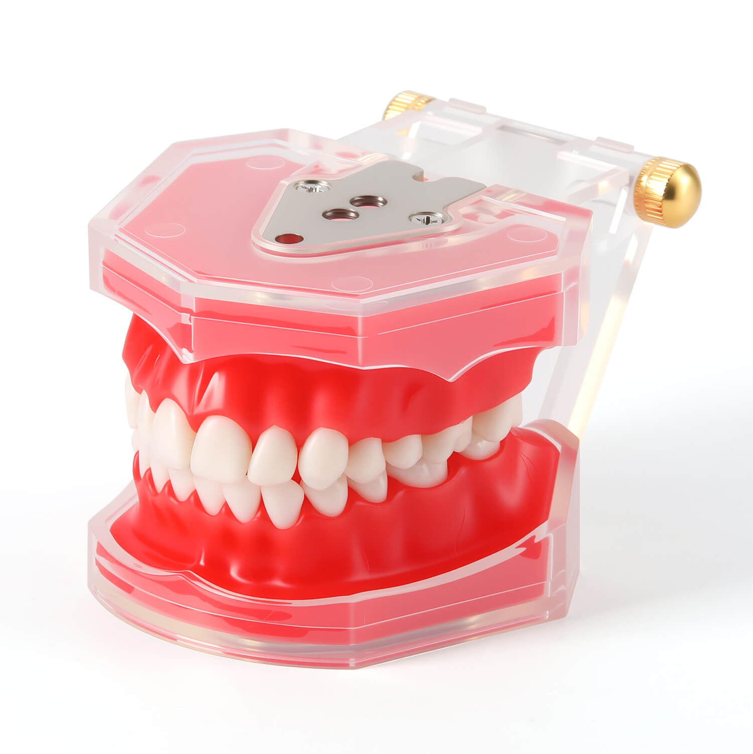 Dental Adult 28‑Tooth Extraction Model Detachable Teeth Standard Teaching Practice Tool - pairaydental.com