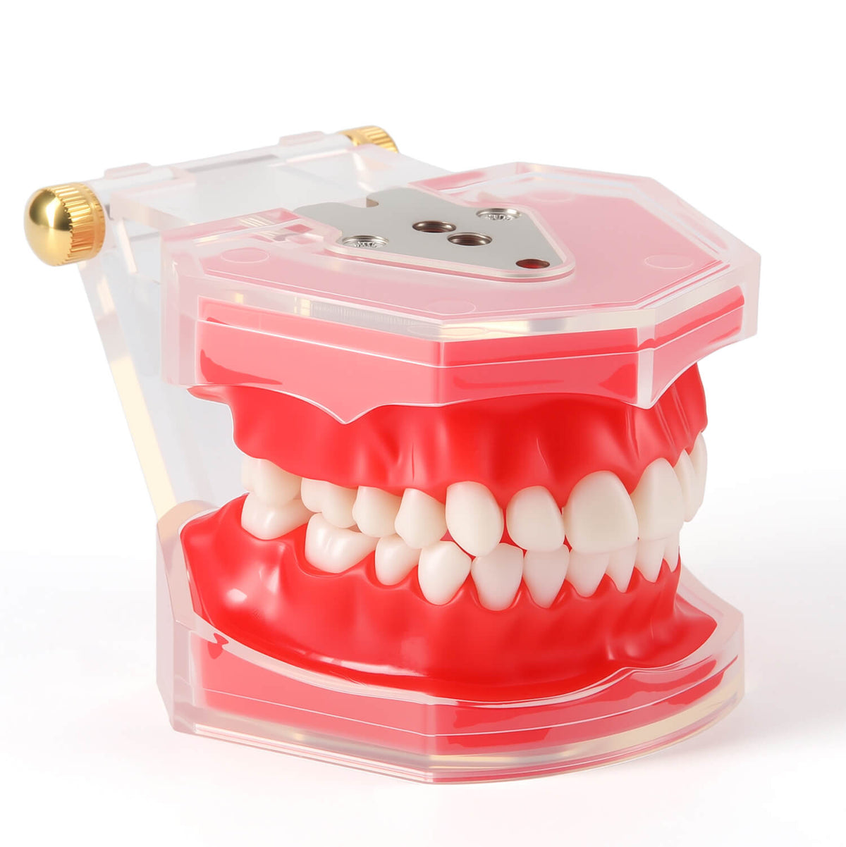 Dental Adult 28‑Tooth Extraction Model Detachable Teeth Standard Teaching Practice Tool - pairaydental.com
