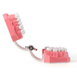 Dental Standard 1:1 Teeth Model for Brushing/Flossing Practice - pairaydental.com