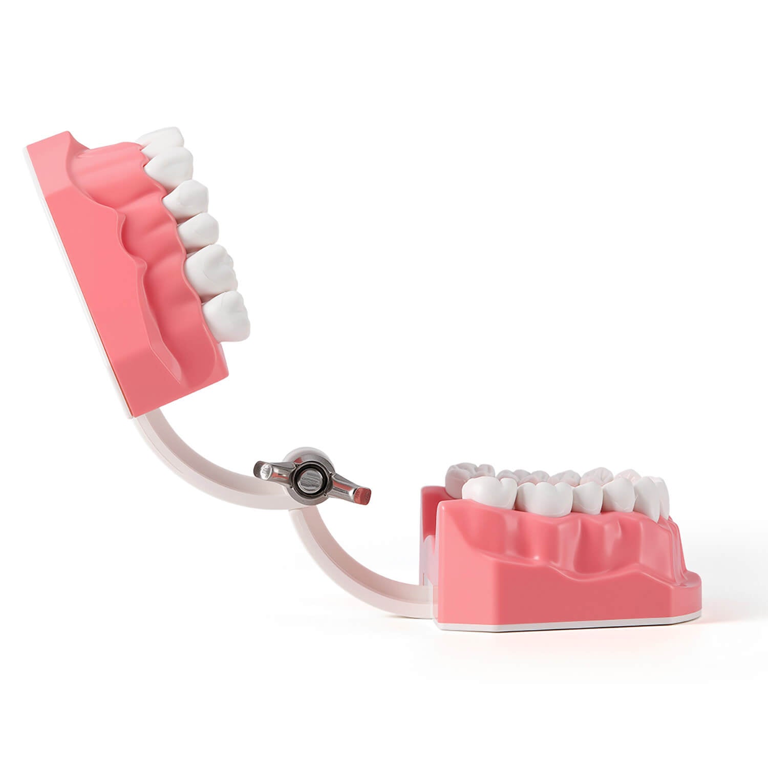 Dental Standard 1:1 Teeth Model for Brushing/Flossing Practice - pairaydental.com