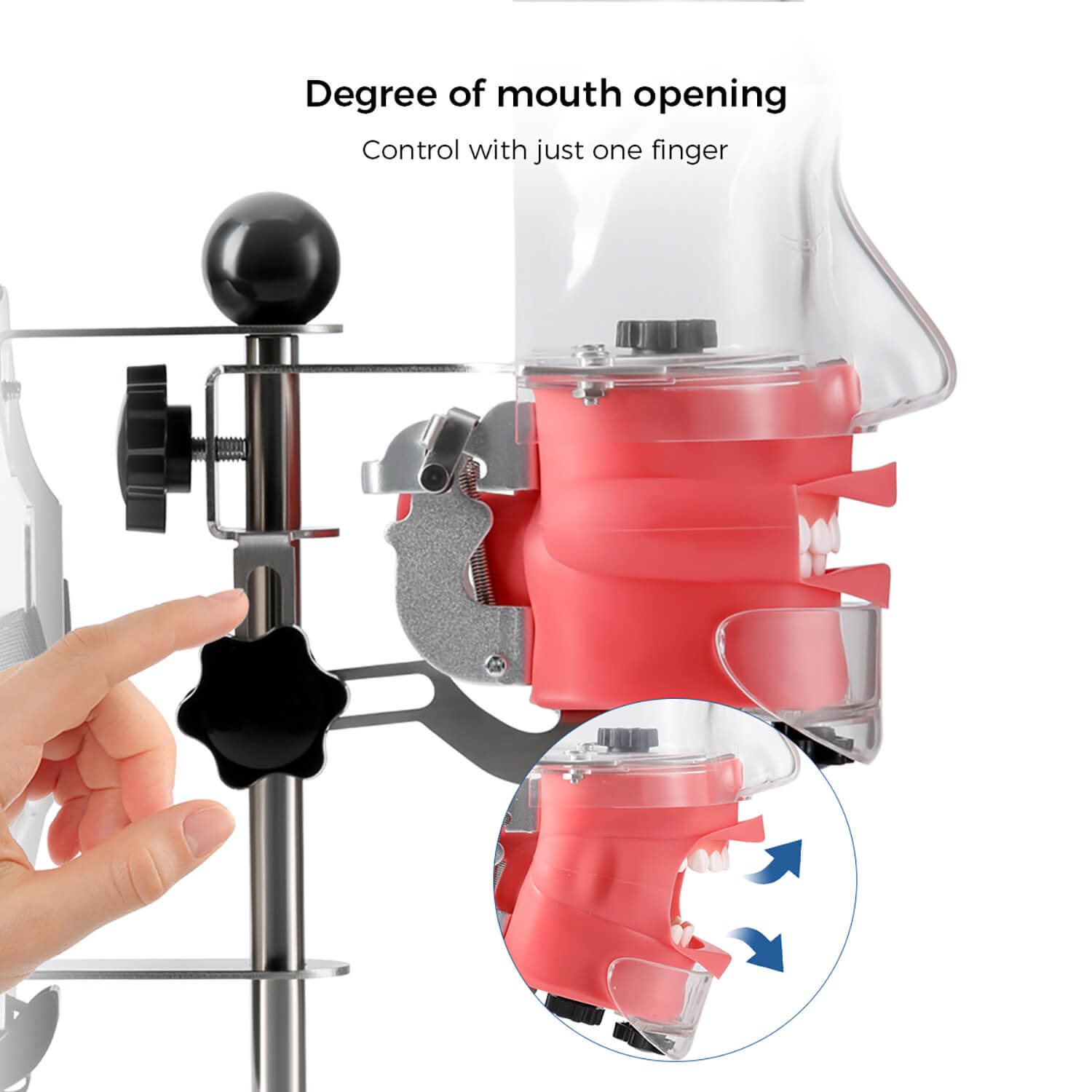 Dental Simulator Manikin Phantom Head with 28 Removable Teeth Fix on Dental Chair - pairaydental.com