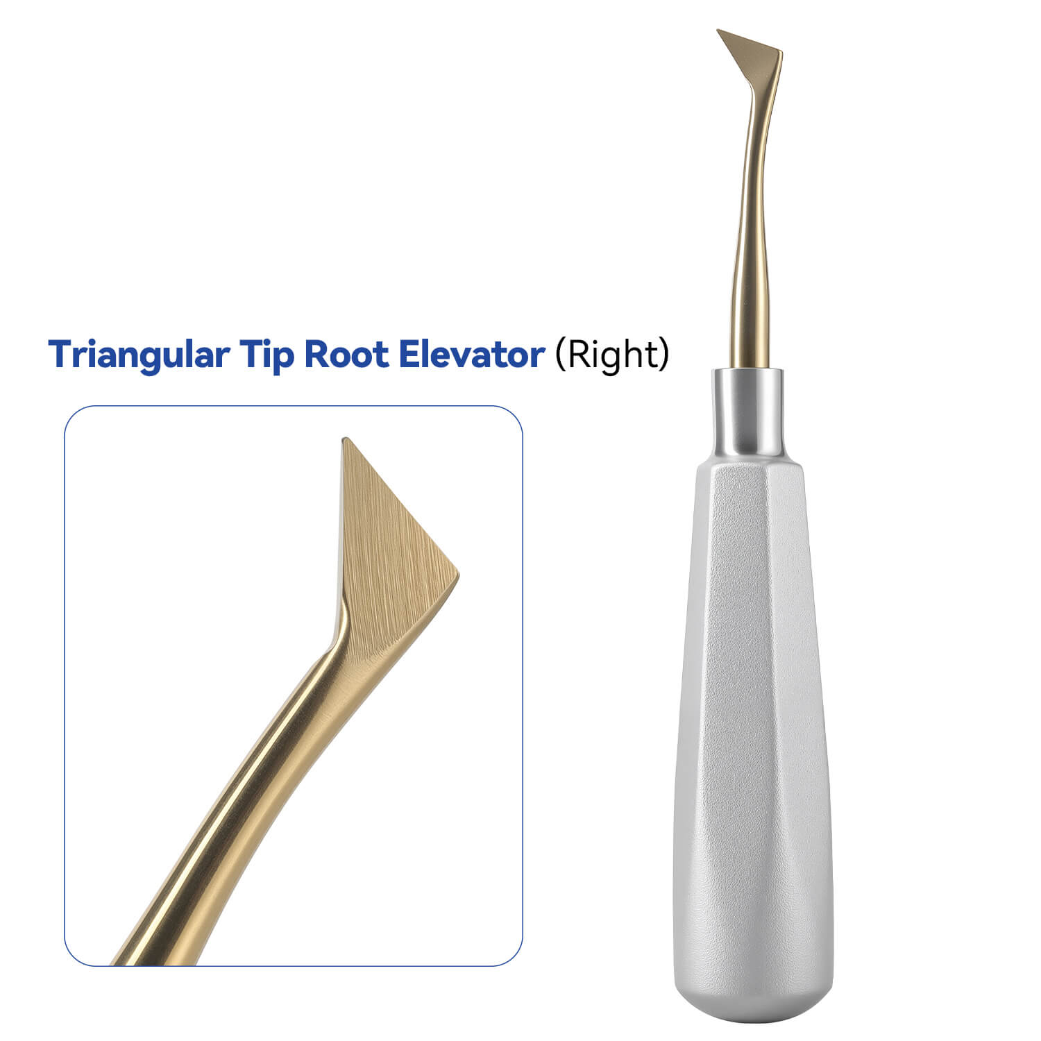 Dental Root Elevators Stainless Steel Extraction Tools Straight/Cryer/Apical - pairaydental.com