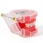 Dental Adult 28‑Tooth Extraction Model Detachable Teeth Standard Teaching Practice Tool - pairaydental.com