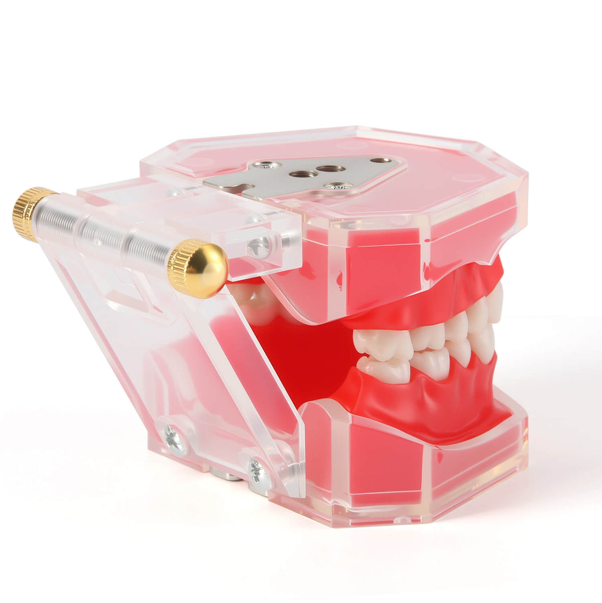 Dental Adult 28‑Tooth Extraction Model Detachable Teeth Standard Teaching Practice Tool - pairaydental.com
