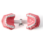 Dental Standard 1:1 Teeth Model for Brushing/Flossing Practice - pairaydental.com