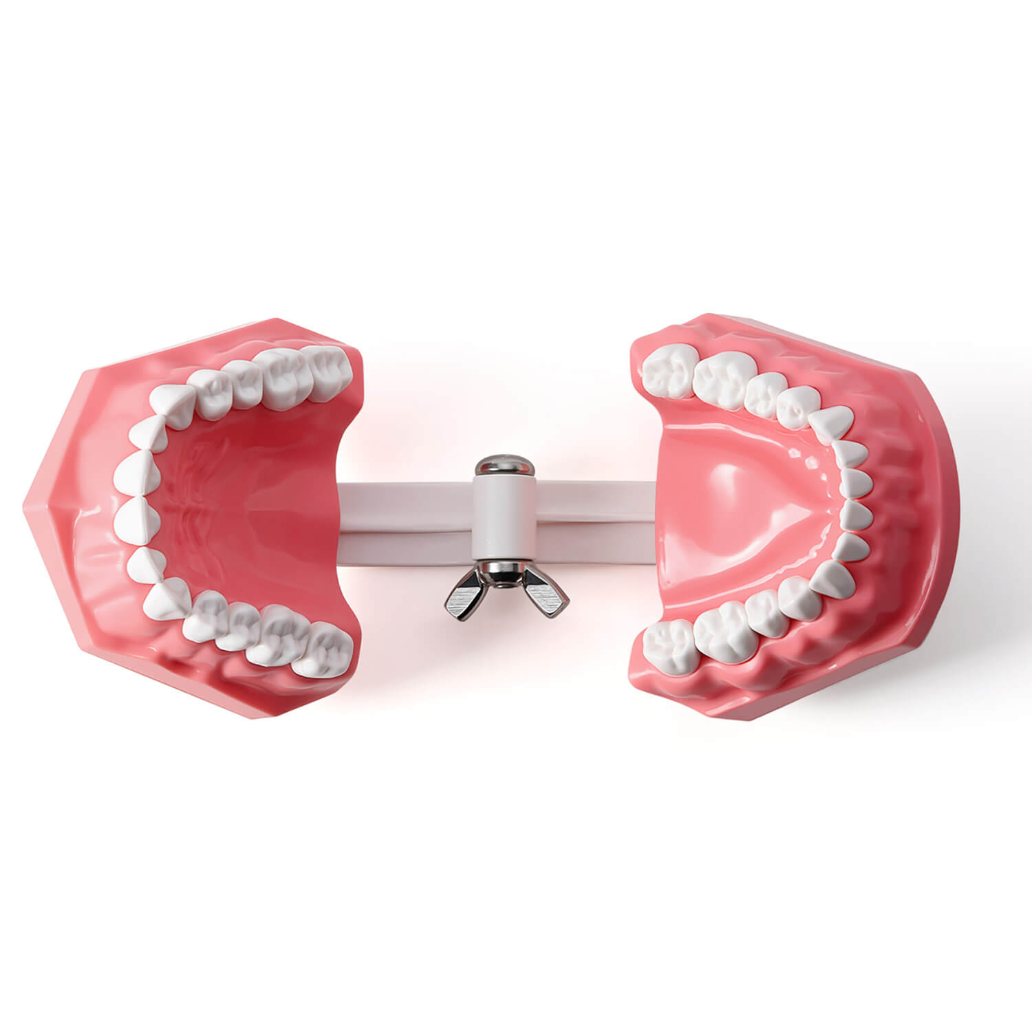 Dental Standard 1:1 Teeth Model for Brushing/Flossing Practice - pairaydental.com