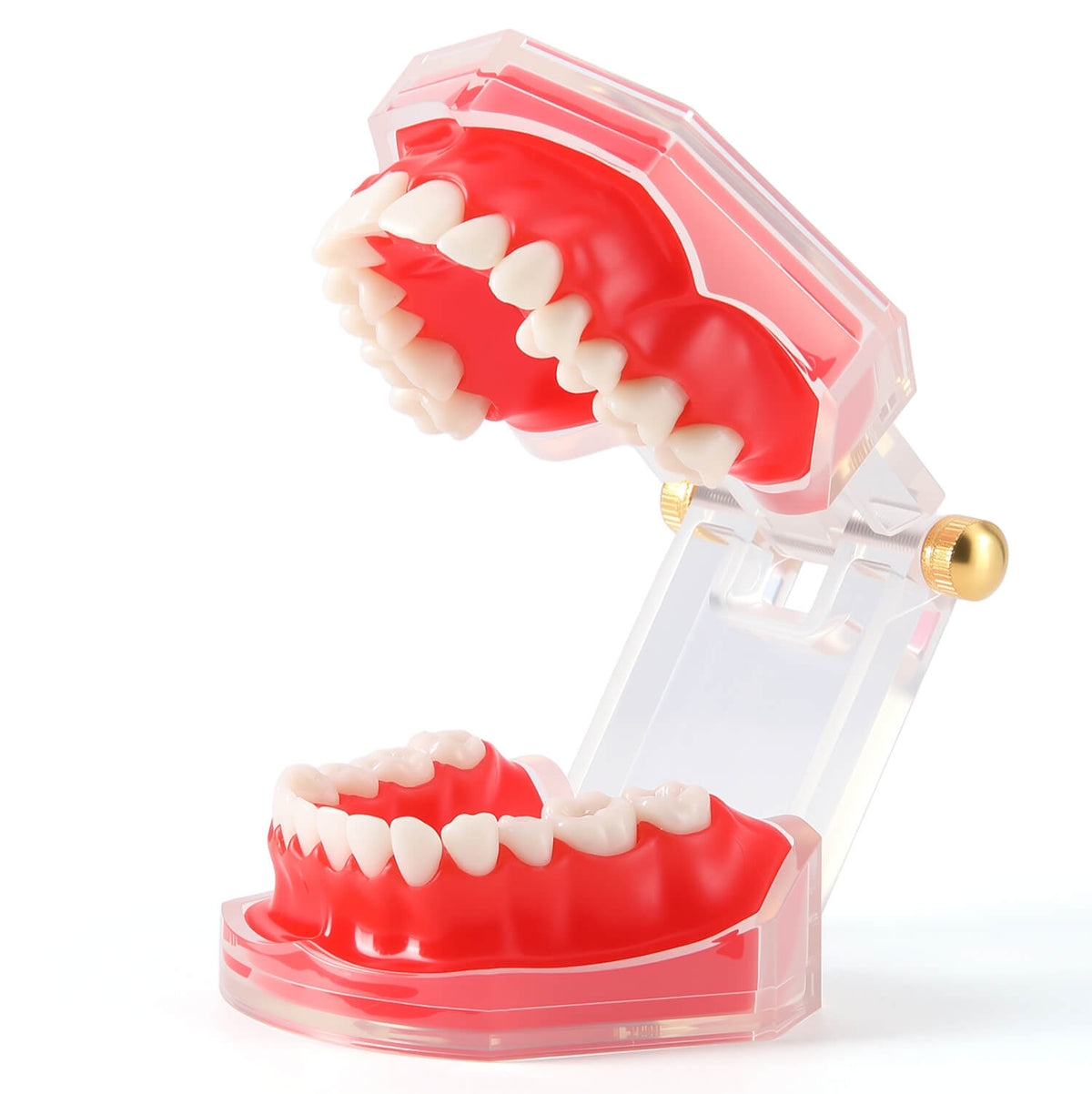 Dental Adult 28‑Tooth Extraction Model Detachable Teeth Standard Teaching Practice Tool - pairaydental.com