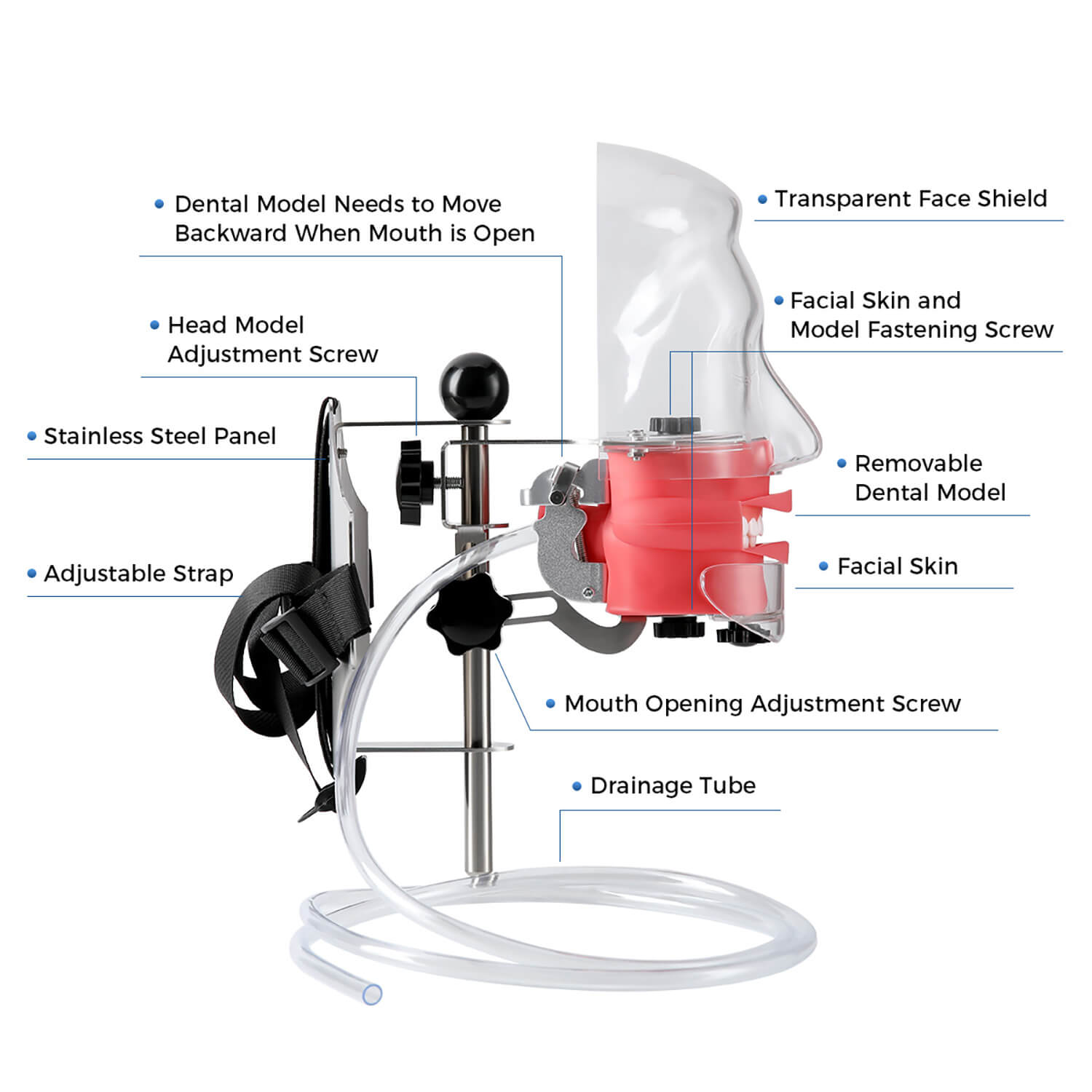Dental Simulator Manikin Phantom Head with 28 Removable Teeth Fix on Dental Chair - pairaydental.com
