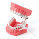 Dental Standard 1:1 Teeth Model for Brushing/Flossing Practice - pairaydental.com