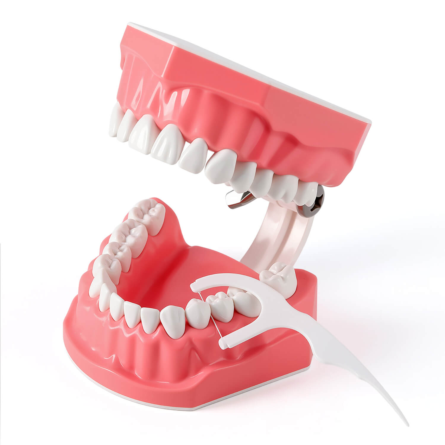 Dental Standard 1:1 Teeth Model for Brushing/Flossing Practice - pairaydental.com