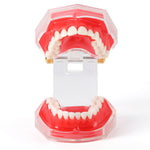 Dental Adult 28‑Tooth Extraction Model Detachable Teeth Standard Teaching Practice Tool - pairaydental.com