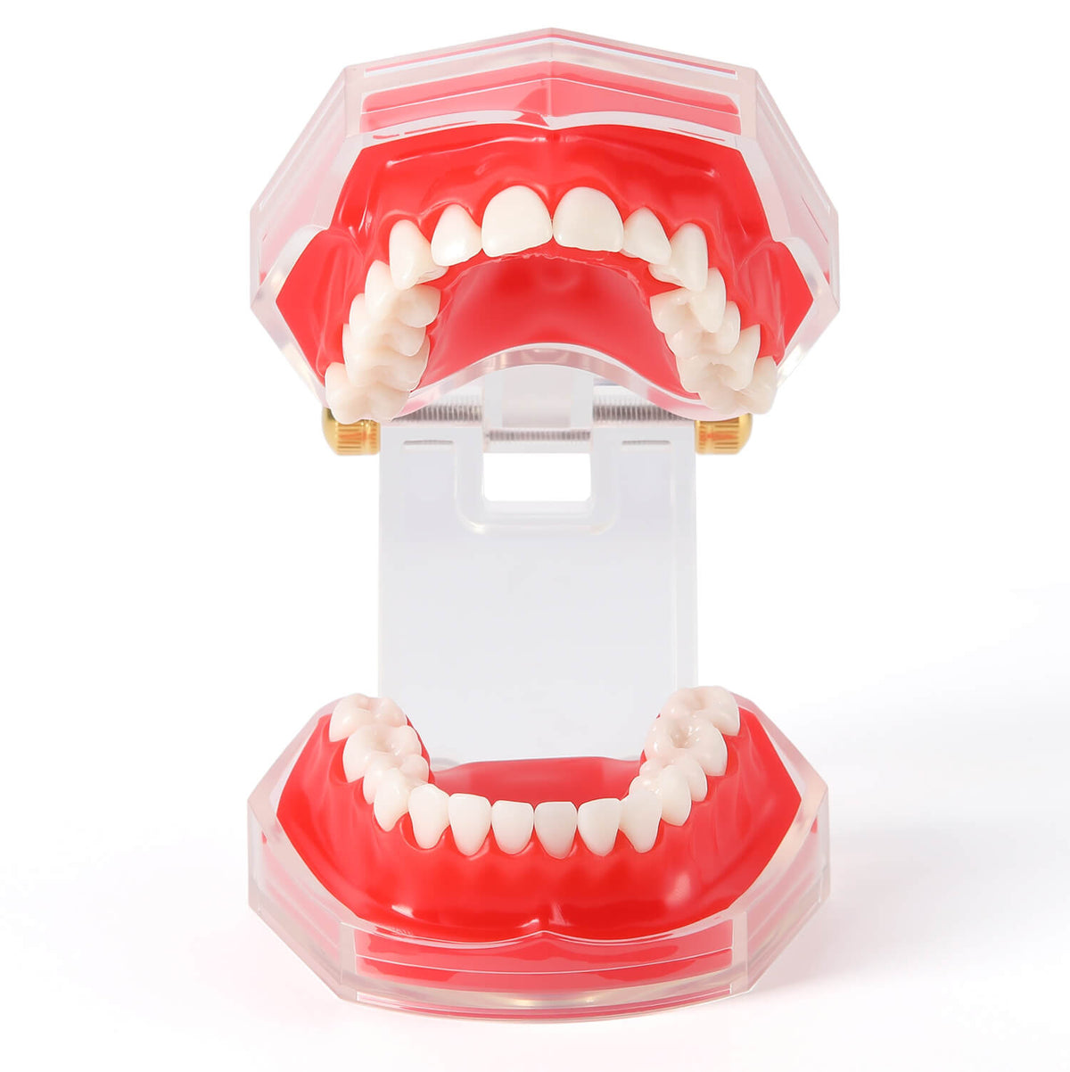 Dental Adult 28‑Tooth Extraction Model Detachable Teeth Standard Teaching Practice Tool - pairaydental.com