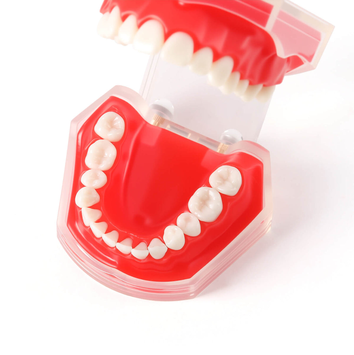 Dental Adult 28‑Tooth Extraction Model Detachable Teeth Standard Teaching Practice Tool - pairaydental.com