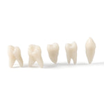 Dental Adult 28‑Tooth Extraction Model Detachable Teeth Standard Teaching Practice Tool - pairaydental.com