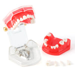 Dental Adult 28‑Tooth Extraction Model Detachable Teeth Standard Teaching Practice Tool - pairaydental.com