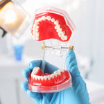 Dental Adult 28‑Tooth Extraction Model Detachable Teeth Standard Teaching Practice Tool - pairaydental.com