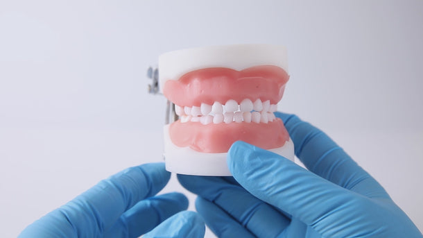 Dental Articulated Teeth Model with Removable Teeth 24 Primary Teeth - pairaydental.com