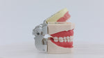 Dental Articulated Teeth Model with Removable Teeth 28 Permanent Teeth - pairaydental.com
