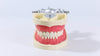 Dental Articulated Teeth Model With 32Pcs Removable Teeth - pairaydental.com