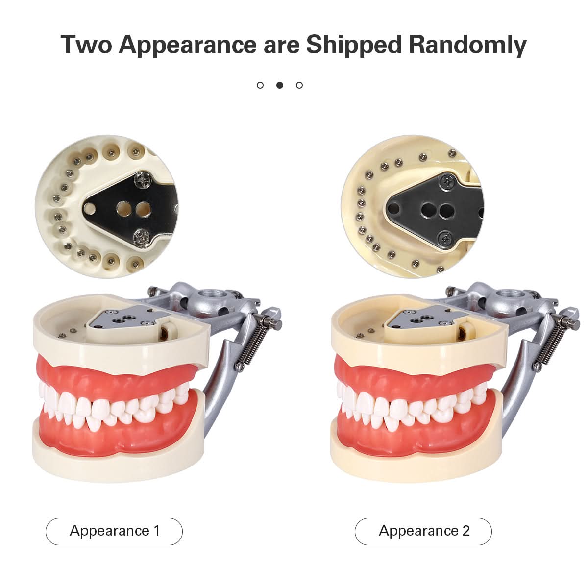 Dental Articulated Teeth Model With 32Pcs Removable Teeth - pairaydental.com