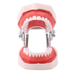 Dental Articulated Teeth Model with Removable Teeth 28 Permanent Teeth - pairaydental.com