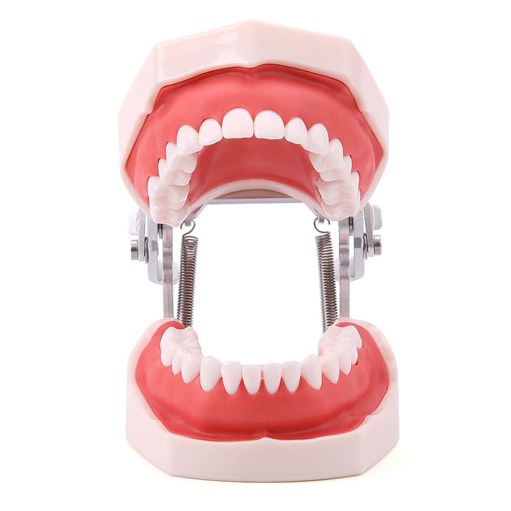 Dental Articulated Teeth Model with Removable Teeth 28 Permanent Teeth - pairaydental.com