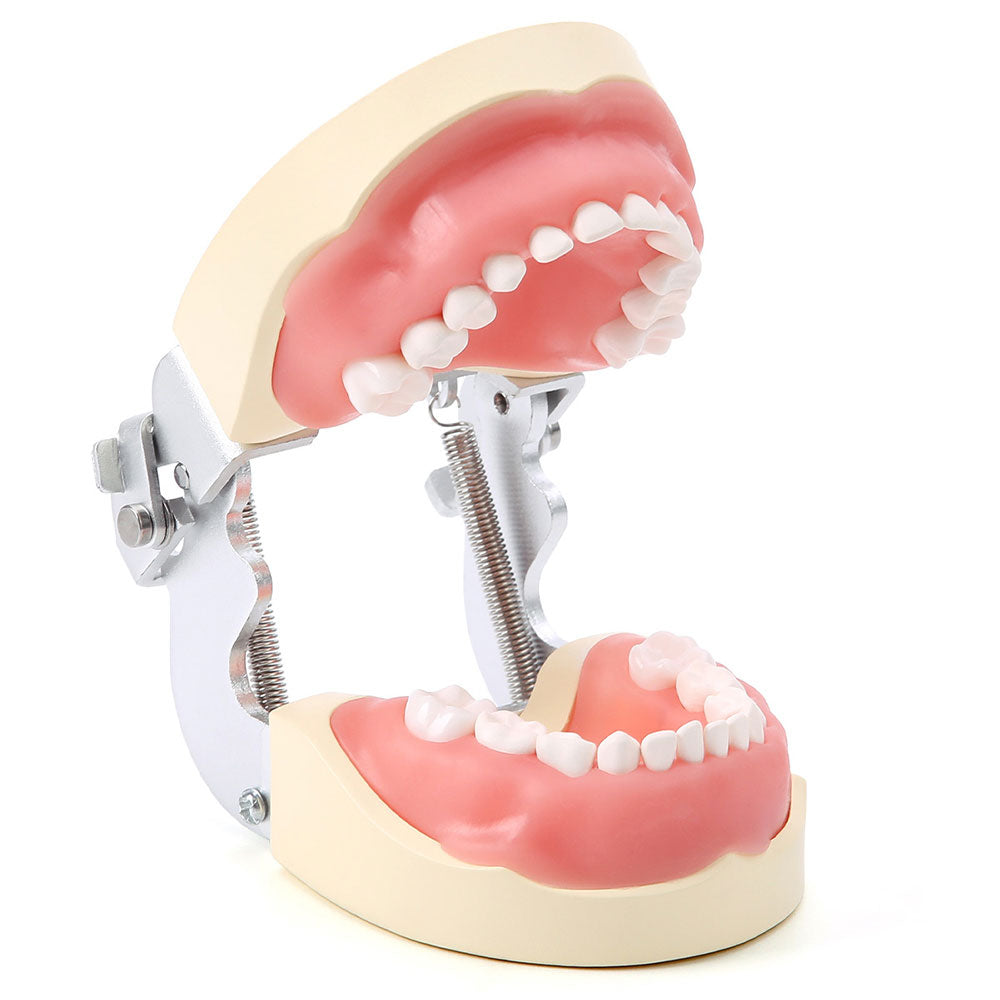 Dental Articulated Teeth Model with Removable Teeth 24 Primary Teeth - pairaydental.com