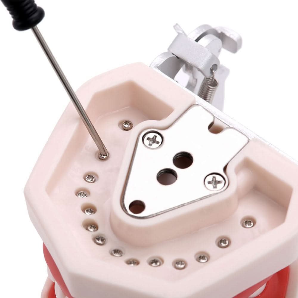 Dental Articulated Teeth Model with Removable Teeth 28 Permanent Teeth - pairaydental.com