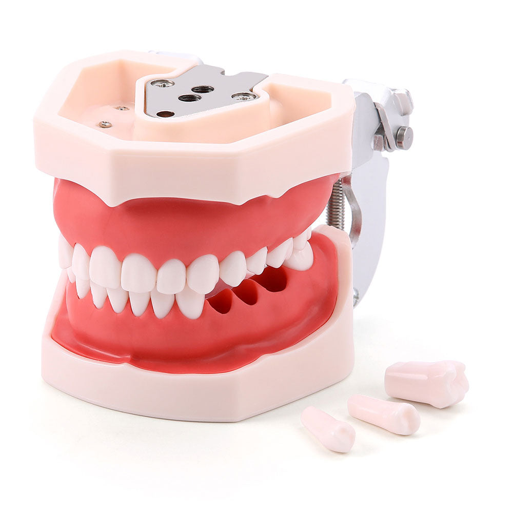 Dental Articulated Teeth Model with Removable Teeth 28 Permanent Teeth - pairaydental.com