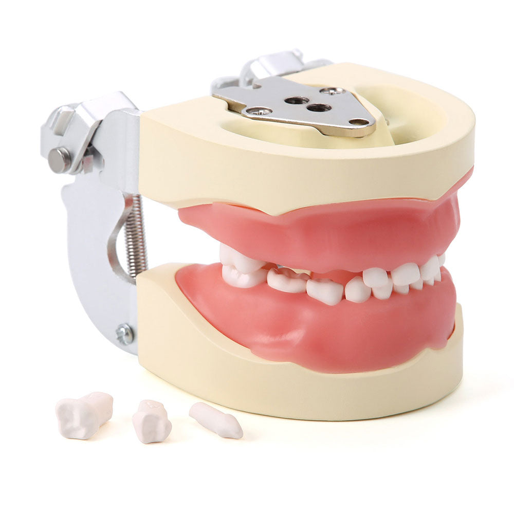 Dental Articulated Teeth Model with Removable Teeth 24 Primary Teeth - pairaydental.com