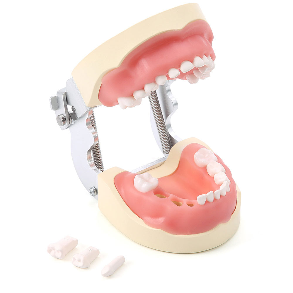 Dental Articulated Teeth Model with Removable Teeth 24 Primary Teeth